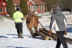 Drar hem veden