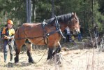 Skogskörn