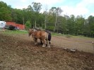 Troja & Euro drar kultivatorn
