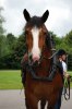 DSC_Molly o Helen