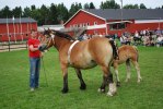 DSC_Krokstorps miss delight