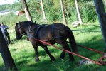 DSC_Izor i spannkontrollen