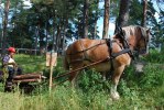 DSC_Knut Harju o Royal