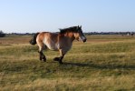 DSC_Sto i galopp