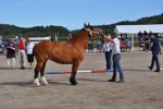 Samarin 23-09-0064 019