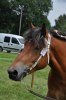 Fina 23-08-0118 242