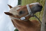 Flonette 23-08-0061 007