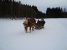 Släd tur på Backen Kusk Irenè R