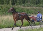 bluetooth-pellini-1