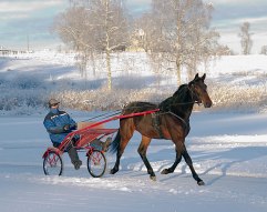 PRELUDIO AS 22 december 2010