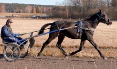 MACHO LOOK november 2009