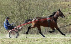 JUNIOR TROY 27 april 2011