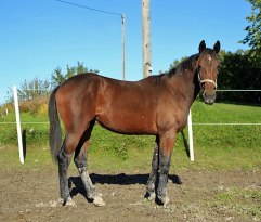 JUNIOR TROY 29 sept 2010