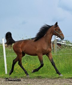 DOMINATOR 20 juni 2011