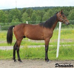 DOMINATOR 20 juni 2011