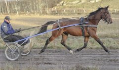 Tintin-2011-nov