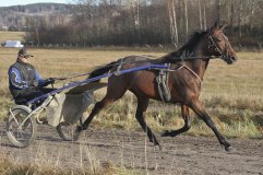 DOMINATOR Nov 2011