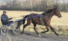 Danolino Boko-2011-nov