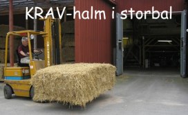 Kravhalm i storbal