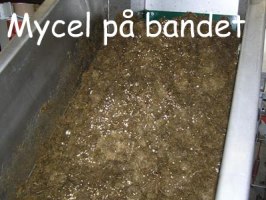 Mycel på bandet