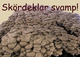 Skördeklar svamp