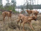 RR-träffen 090328