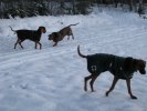 Dec 2009 (3)