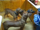 Gucci, Qira & Nova
