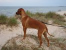 Öland -09