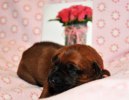 cerise