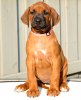 Fröken Rosa