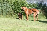 IMG_4241