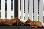 IMG_4282