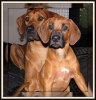 IMG_2855chanelli