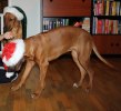 IMG_6029ch