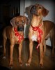 IMG_6052ch