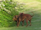 IMG_5663ch