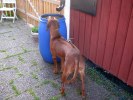 IMG_5672ch