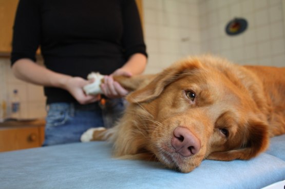 Hundmassage