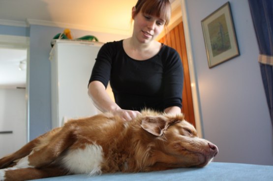 hundmassage