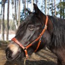 Grimma eklöv