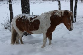 Skjona vinter