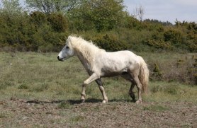 Ymir Öland 2