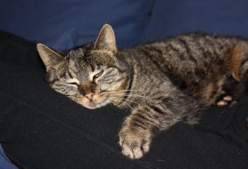 Wilma