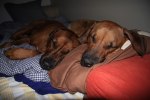 080323_pappa-o-vimla_5595