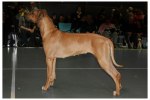 vimla