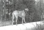 ricco31