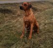 zebbe mars