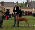 cazzo_cert2