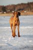 vinter bilder 2010-2011 777